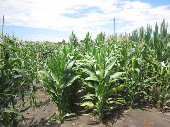 corn