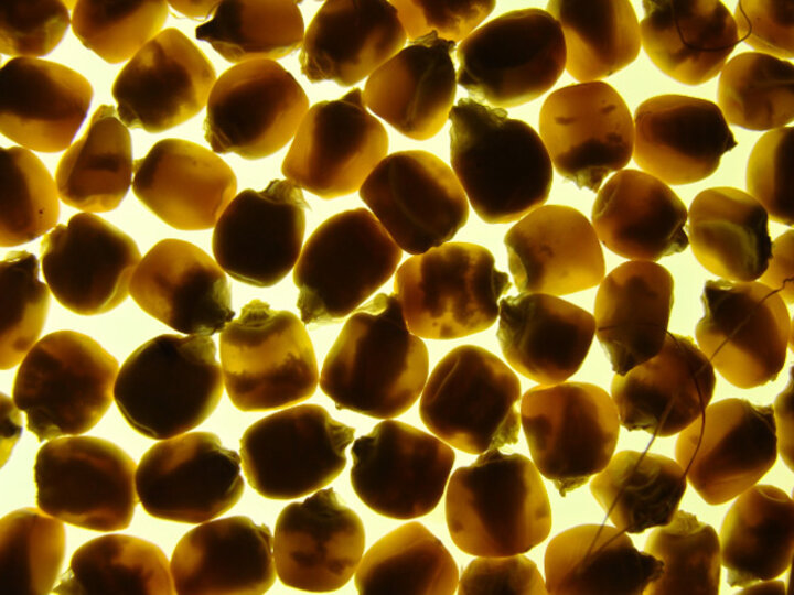 corn