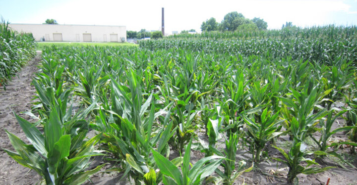 corn