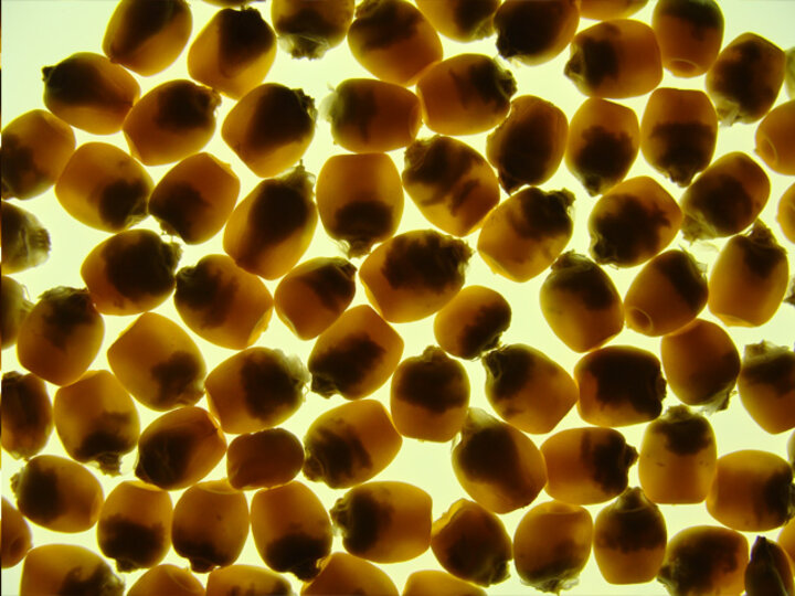 corn